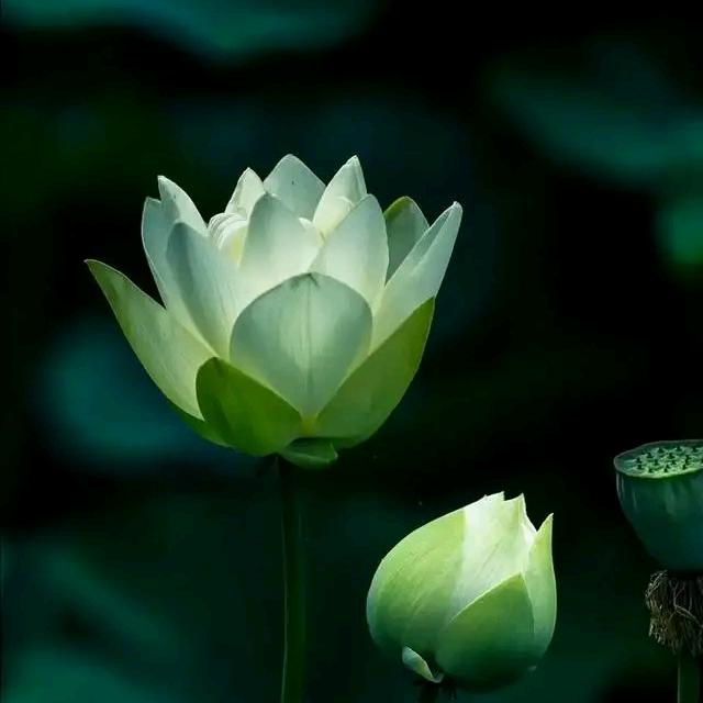 Aa