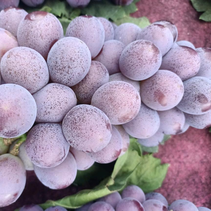 梅