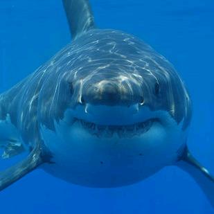 🦈鲨鱼鲨鱼🦈