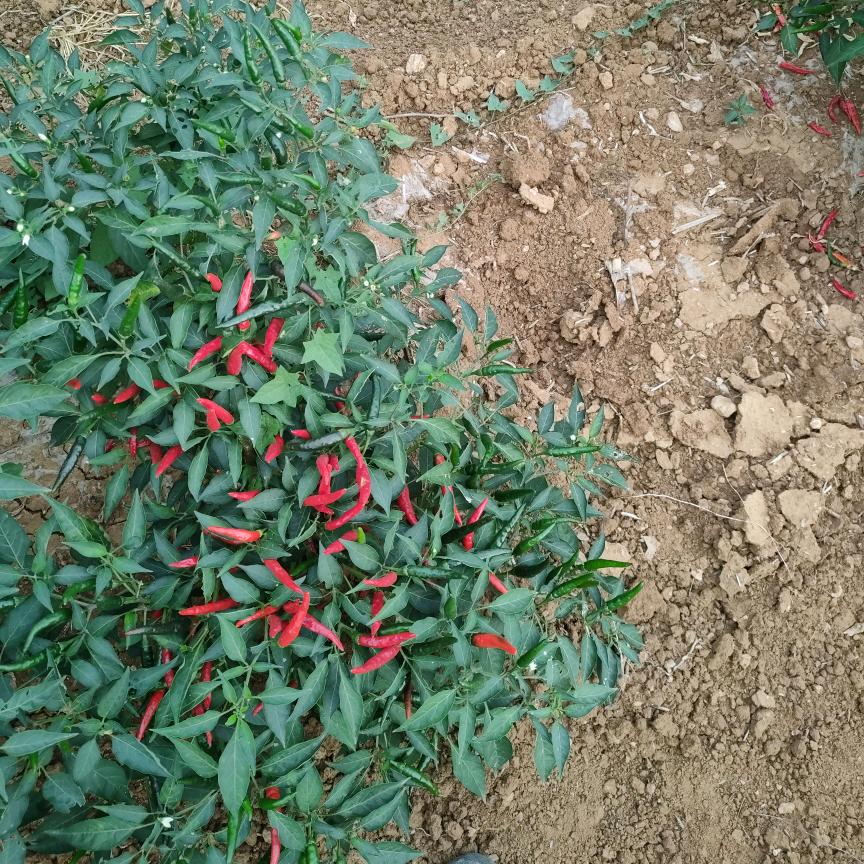 宜阳县盐镇乡席沟村全军种植农业合作社