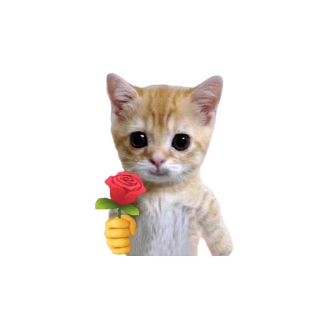 猫猫腻腻Miaony
