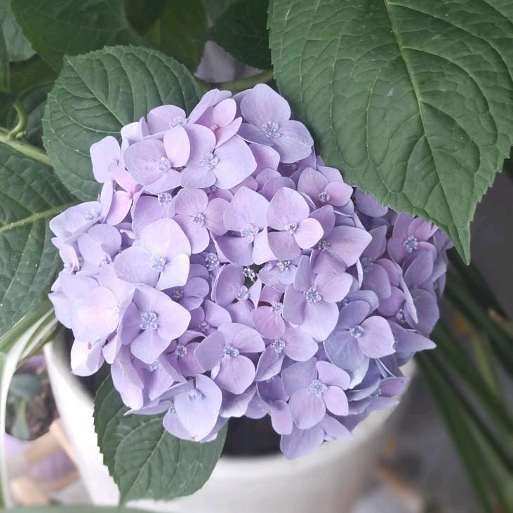 芯诚家小店