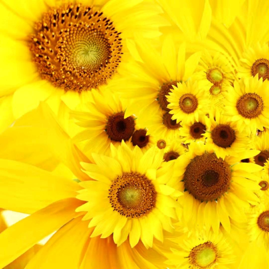向日葵🌻