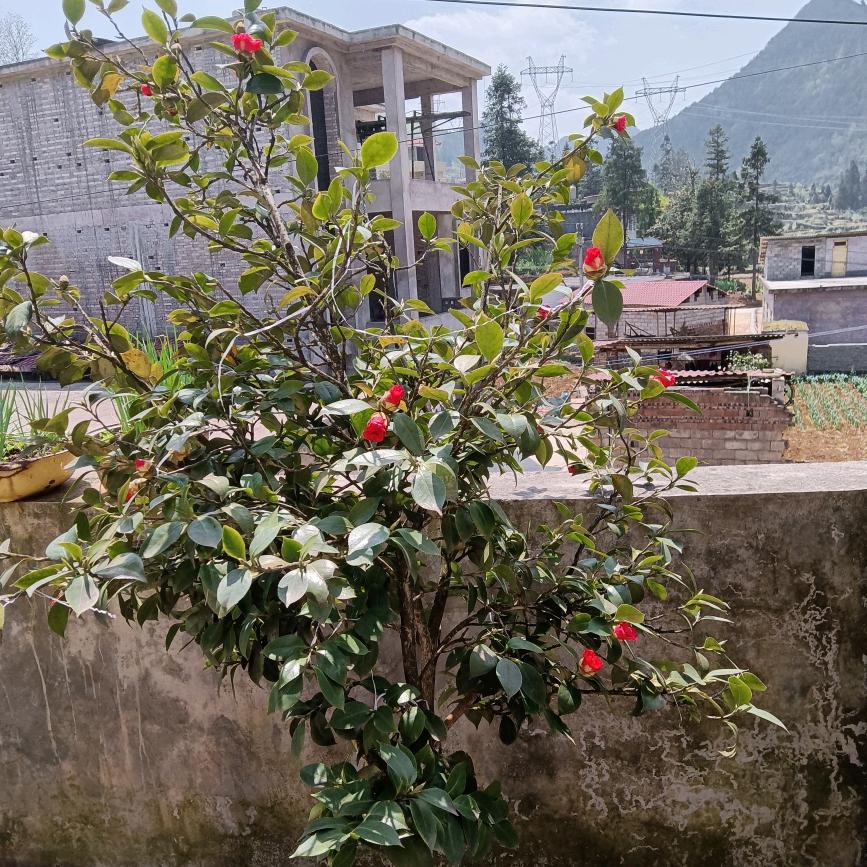 ꧁家和万事兴꧂