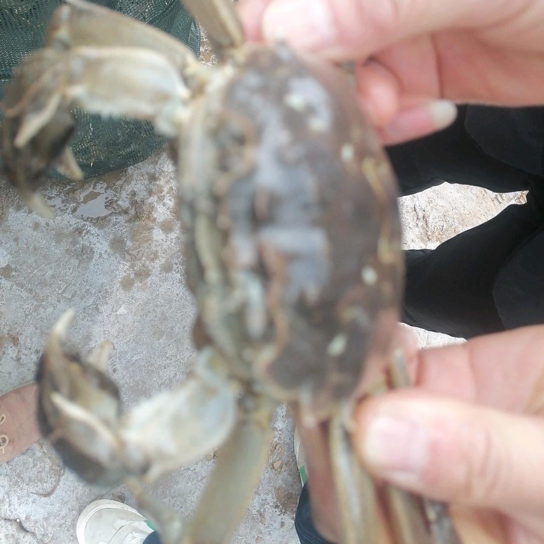 大闸蟹