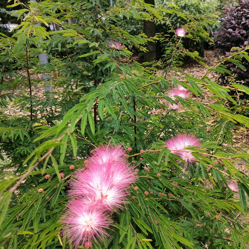 染烫，植物包白发🤗👴👵👫👳
