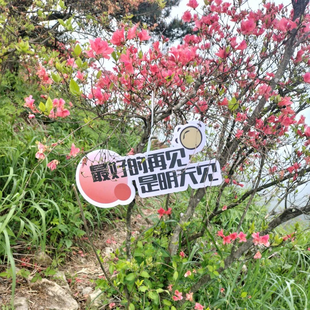 🧞‍♂️小🇨🇳王🦚