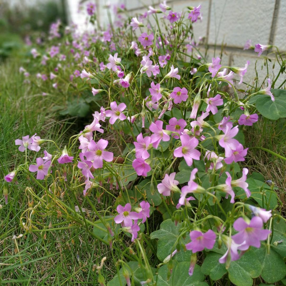 前路漫漫亦烂烂