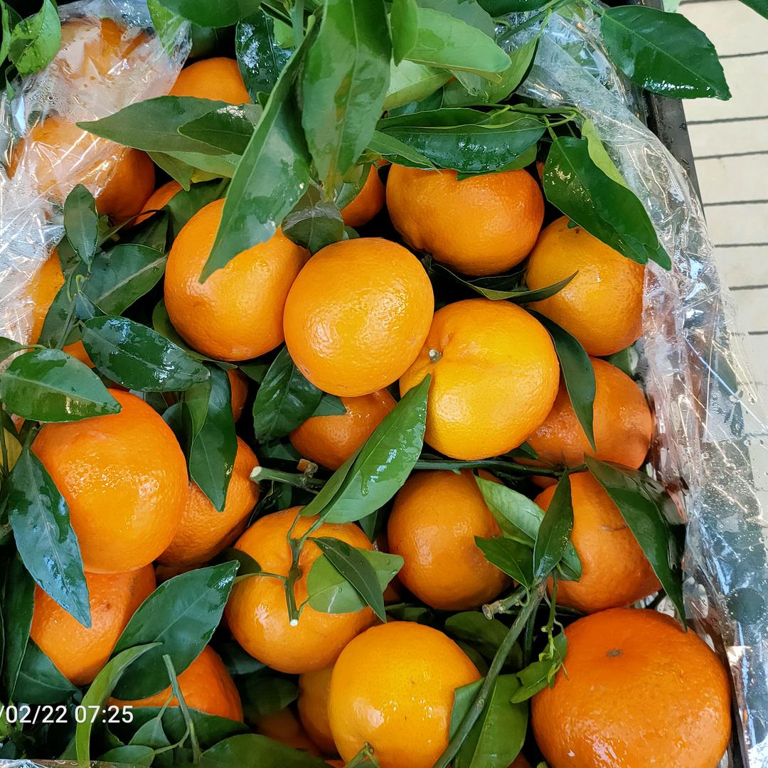 @¥广州¥¥南沙区¥¥新鲜水果批发行¥¥