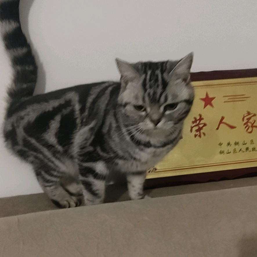 飞翔