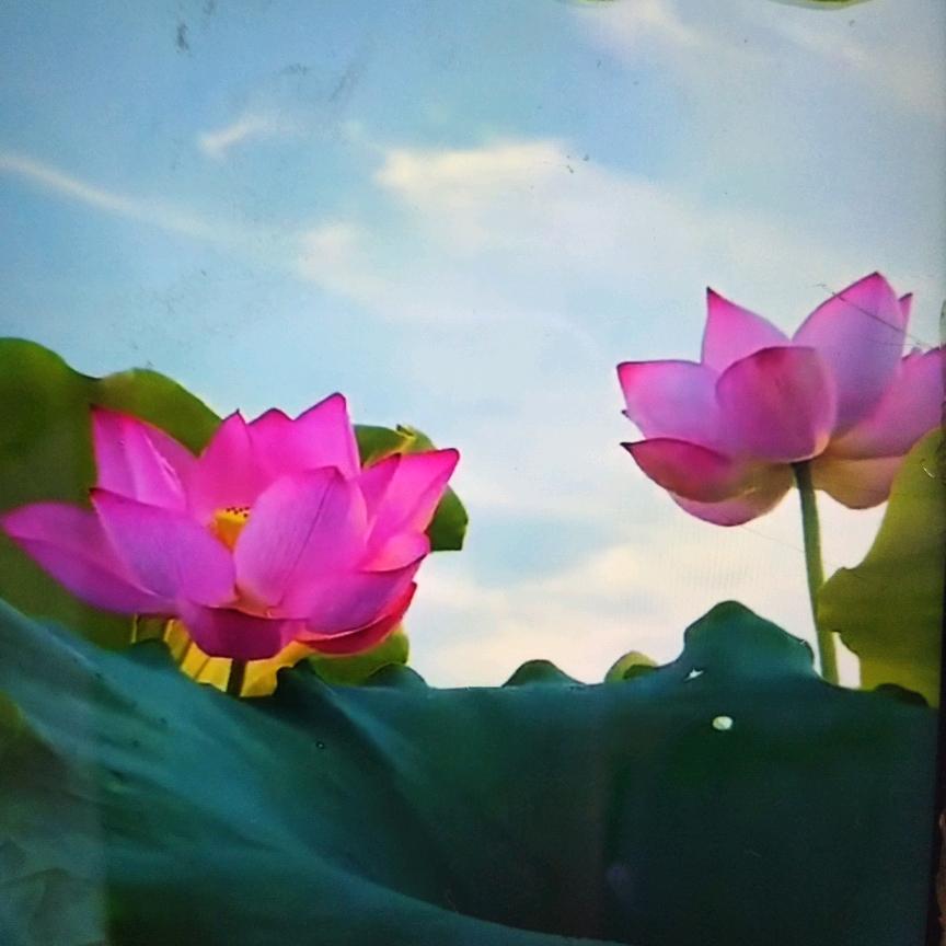 芙蓉