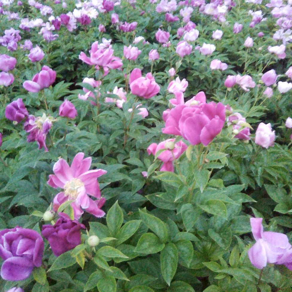 种植牡丹桔梗白芷，