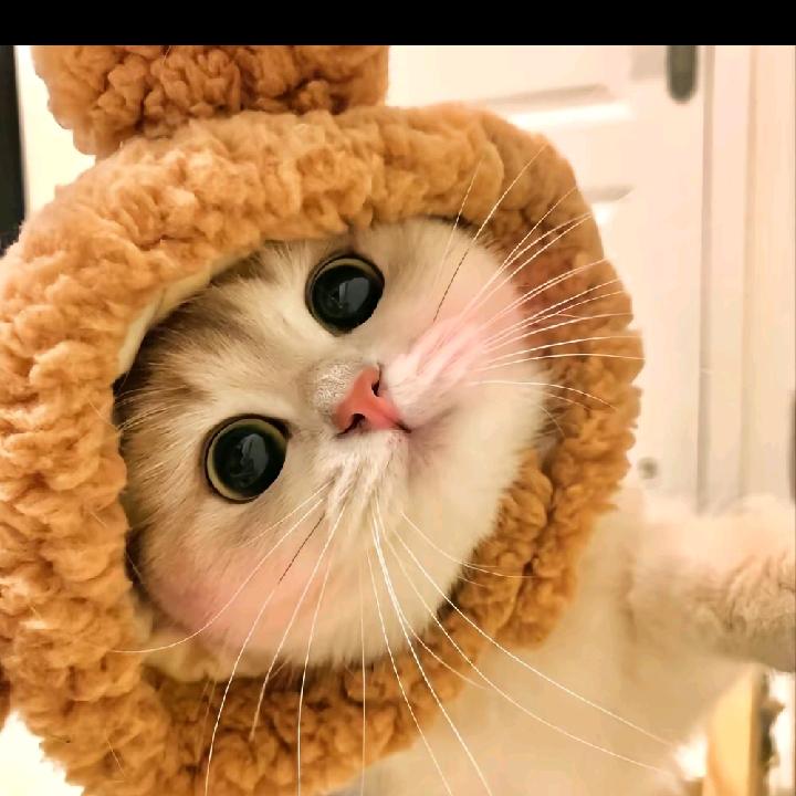 happy小猫
