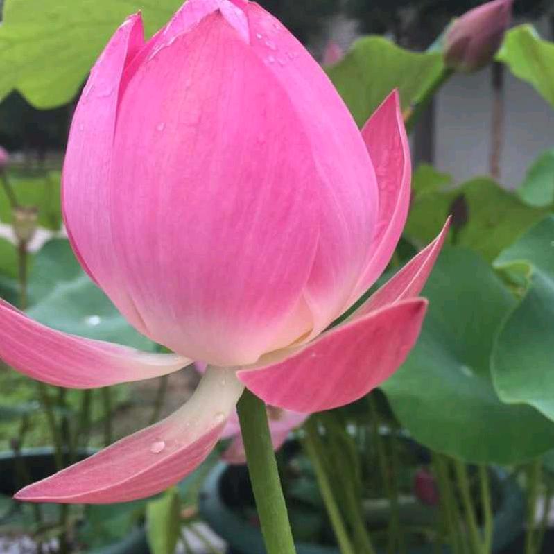 健园土菜馆