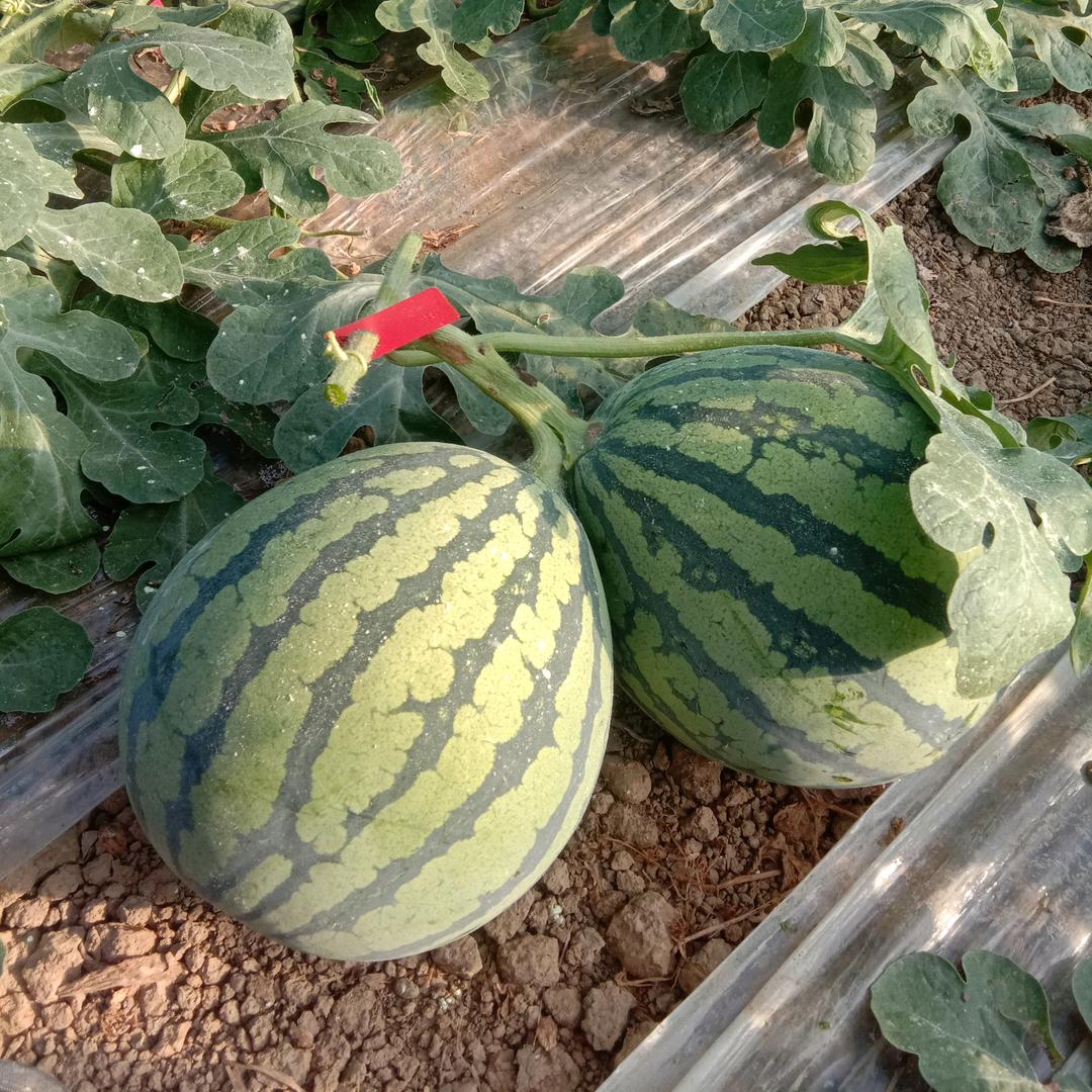 日出东升，苦中乐