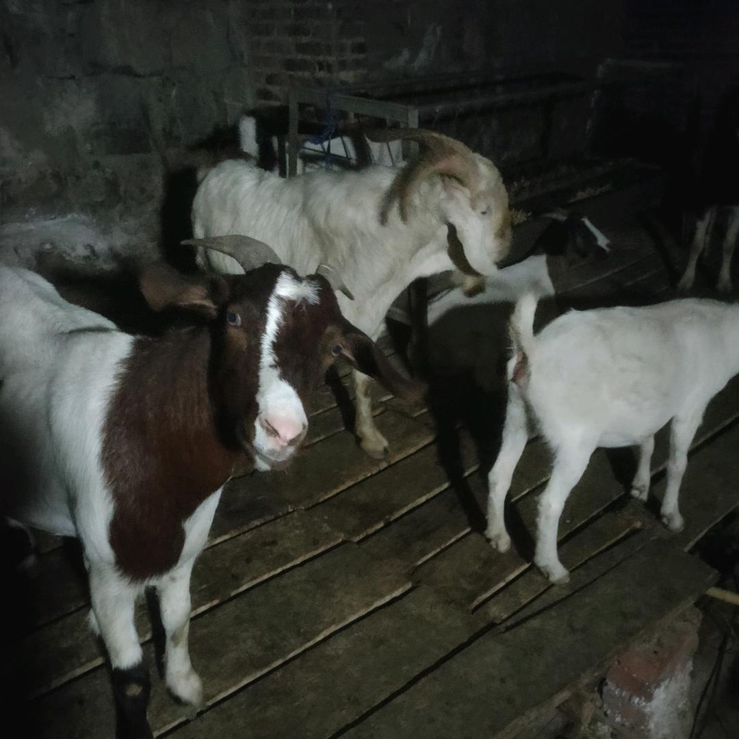 放羊哥🐏