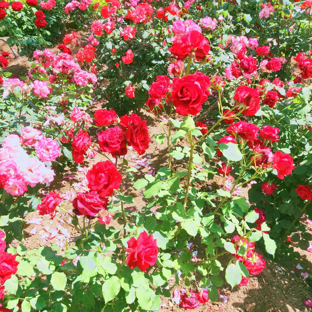 上官肖博15949888762