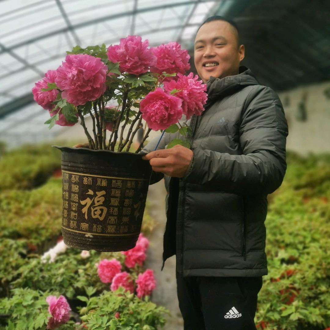 菏泽远信牡丹种植合作社