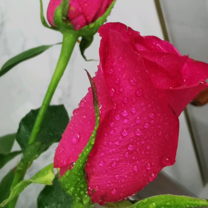雪玫瑰
