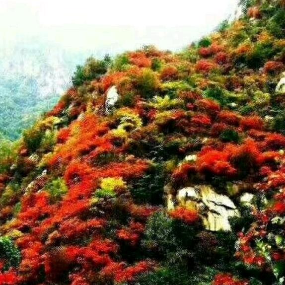 孙立德