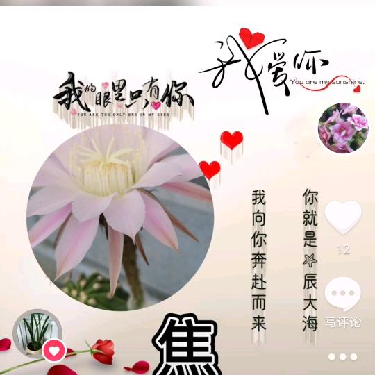 🌼🍄🌼🍄紫梦❤️❤️❤️