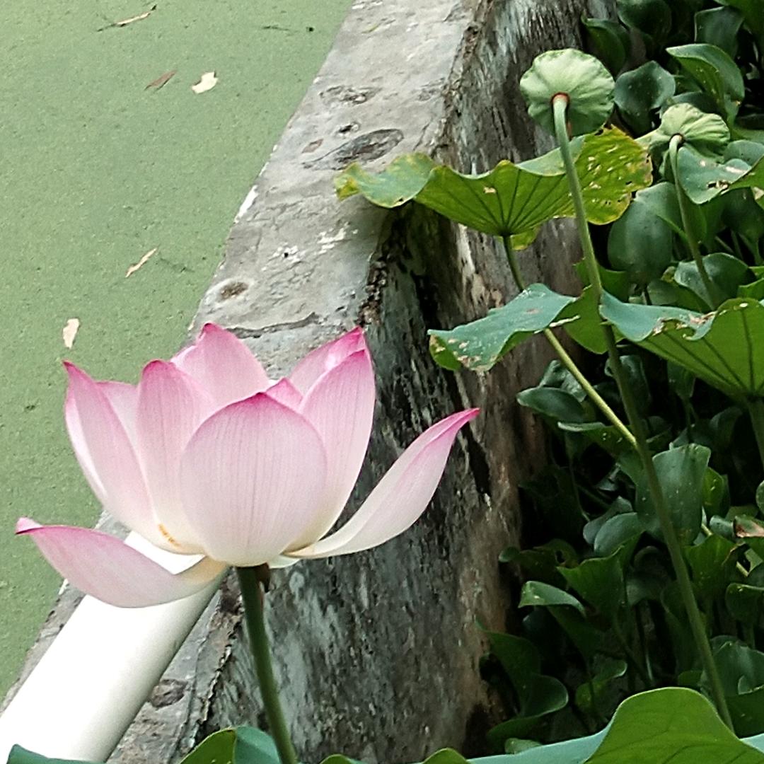 鱼鱼果