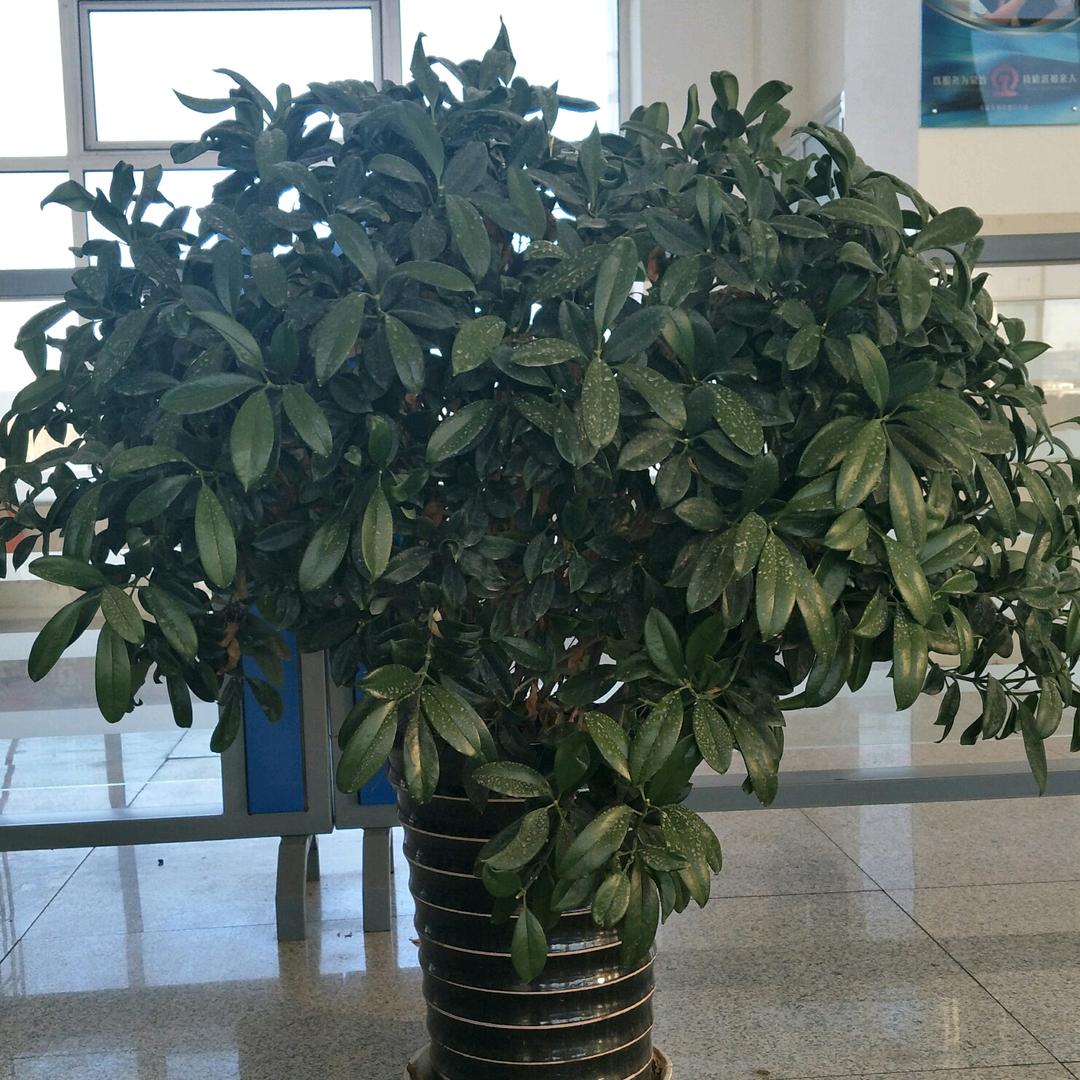 福气