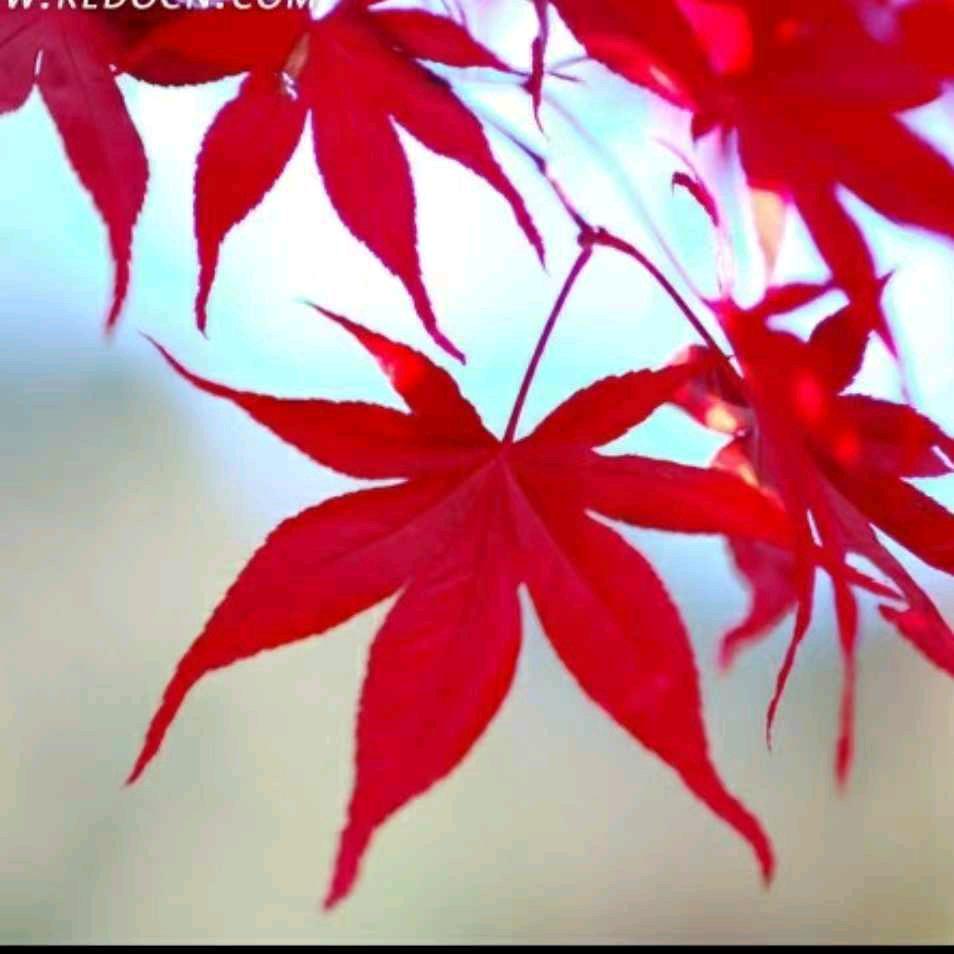 风