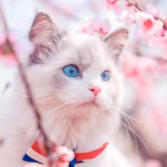 非常傲娇的果果