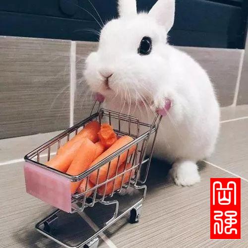 小强臻选