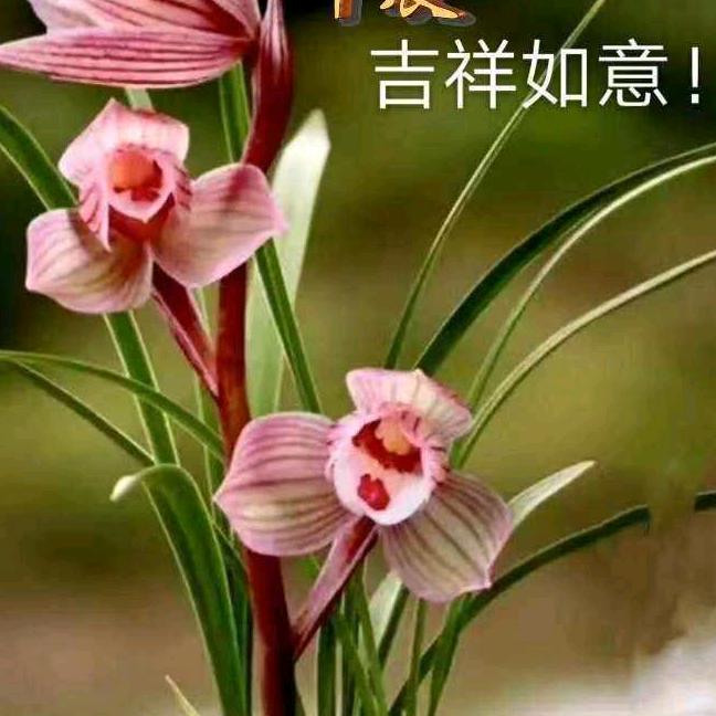莲姐1