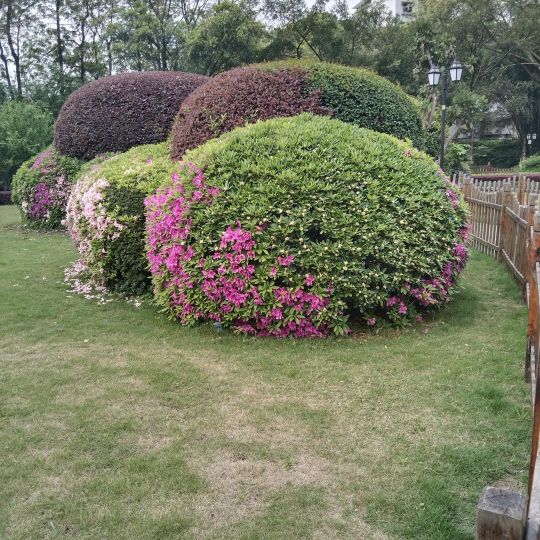 何木匠:种花出售花木…