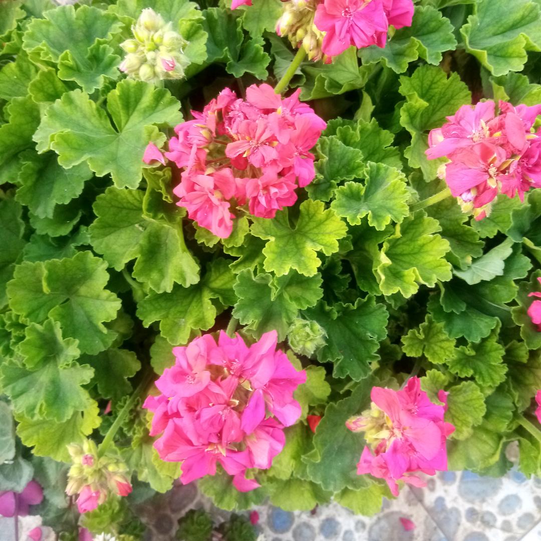 秀丽