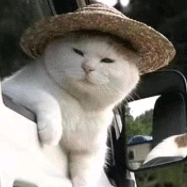 老猫不发威😸𓆡𓆝𓆟𓆜