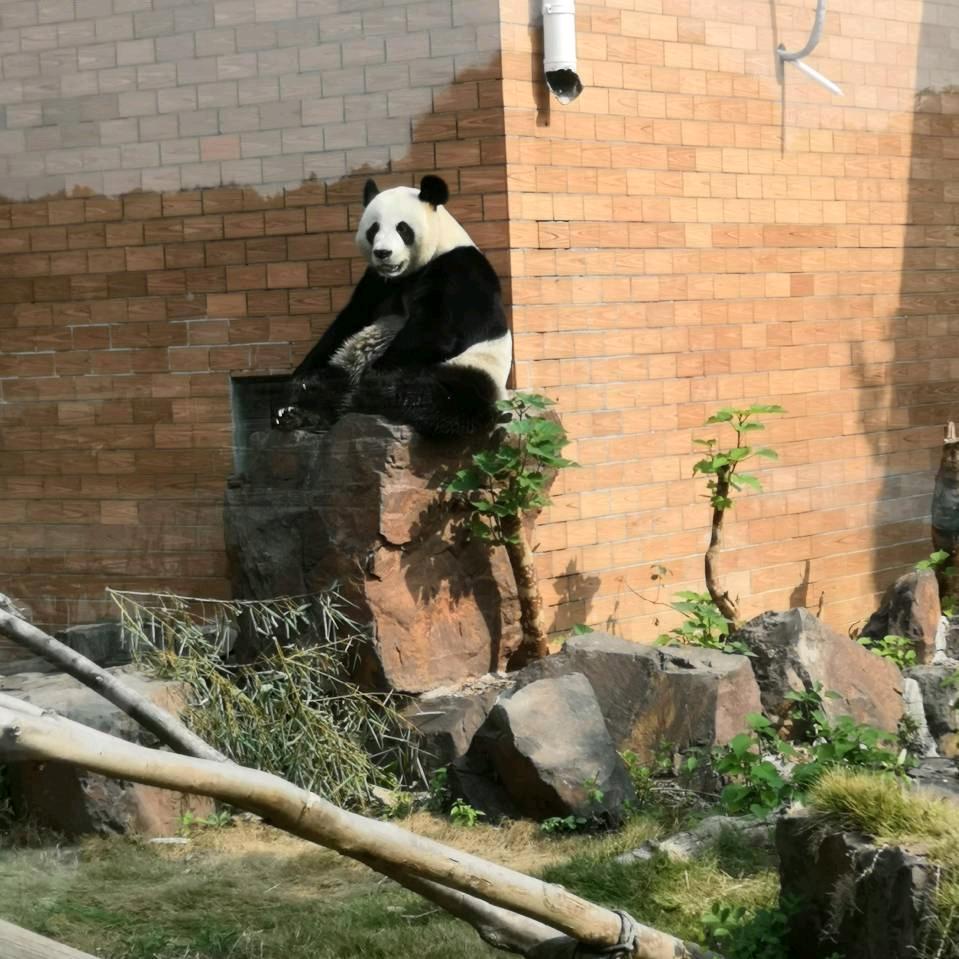 贾航航