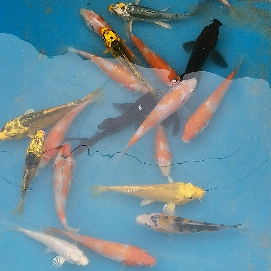 旭旭的锦鲤店鑫康三渔