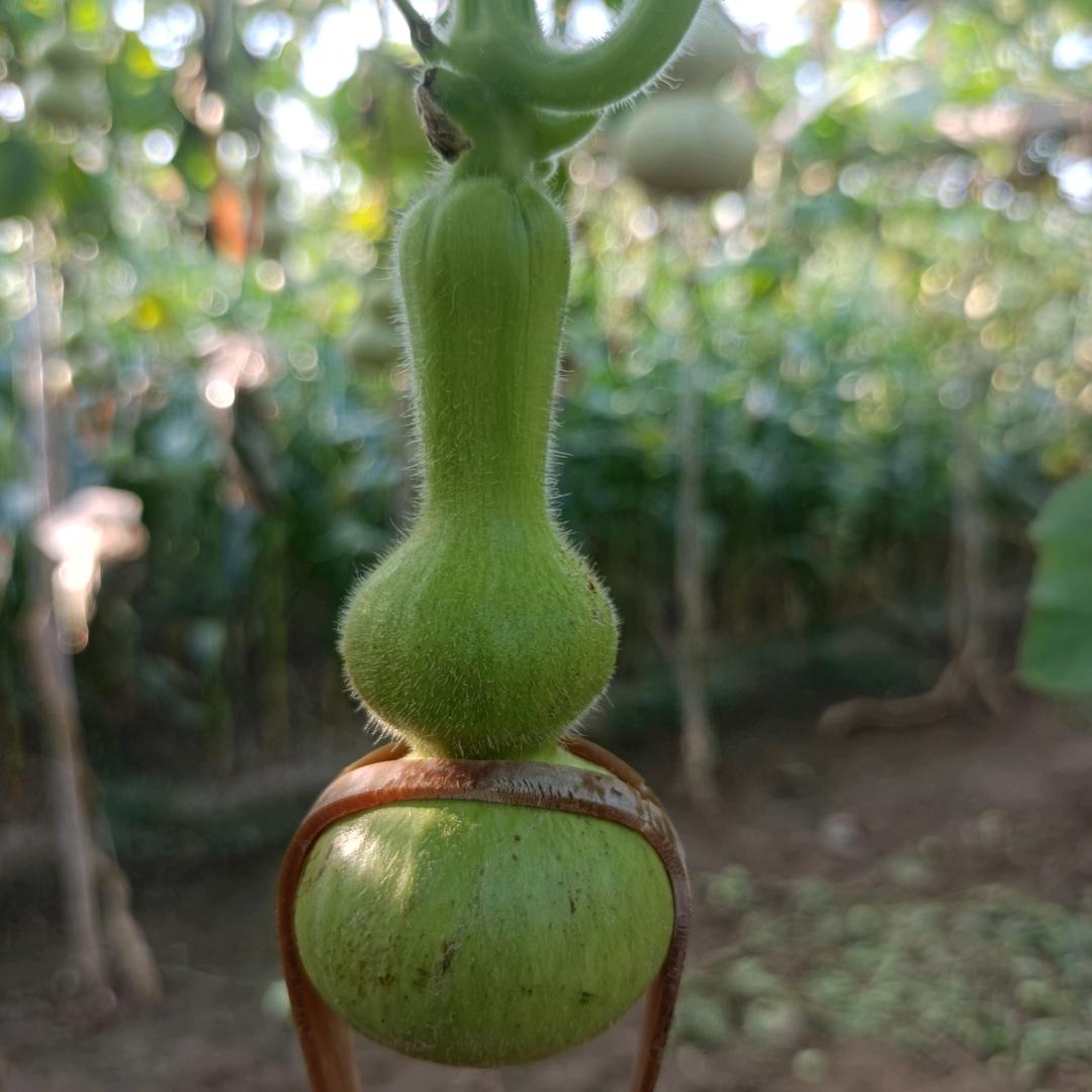 （好人）葫芦种植批发