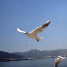 苏成坡头像