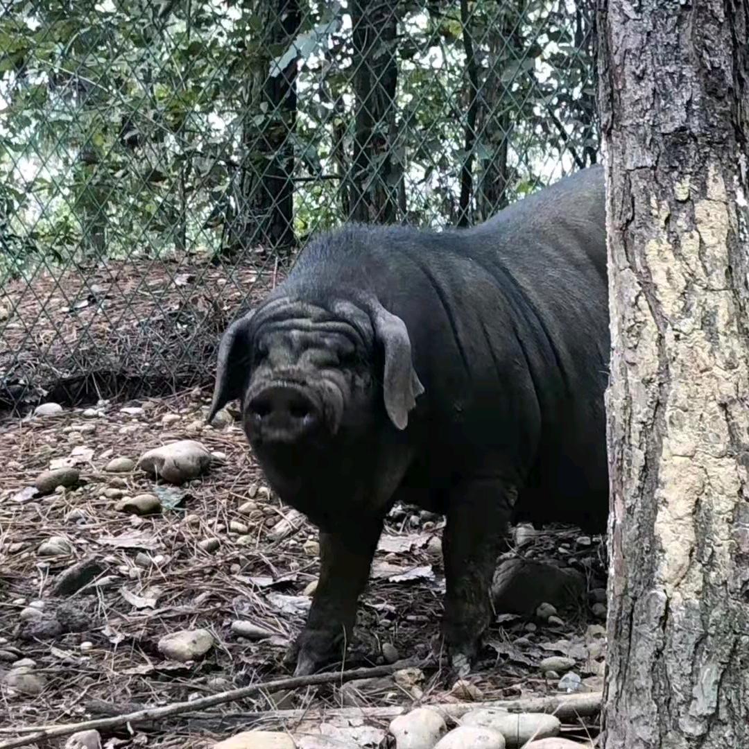小闵纯粮土猪肉