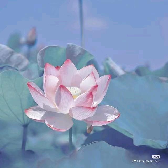 花语🌸