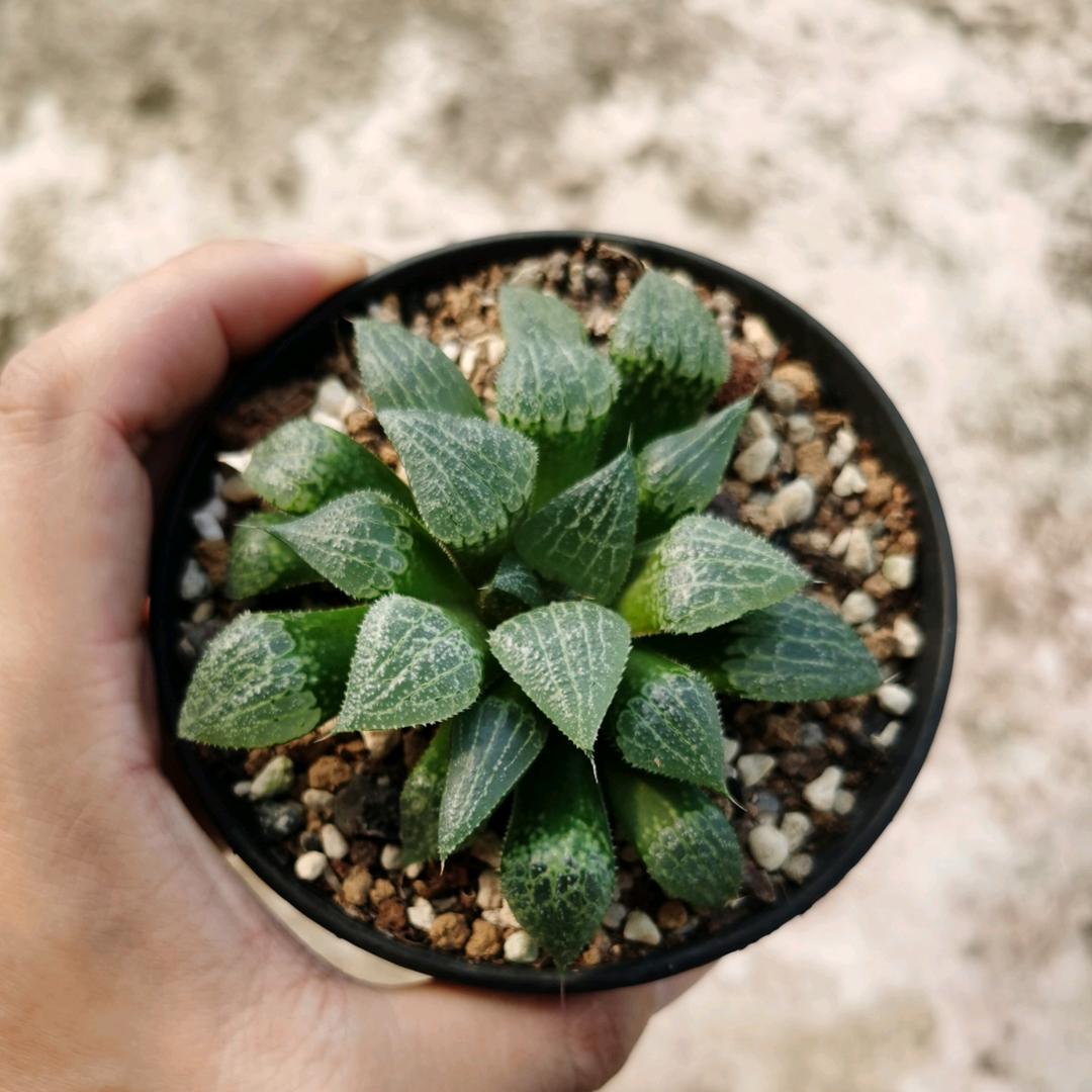 施兄