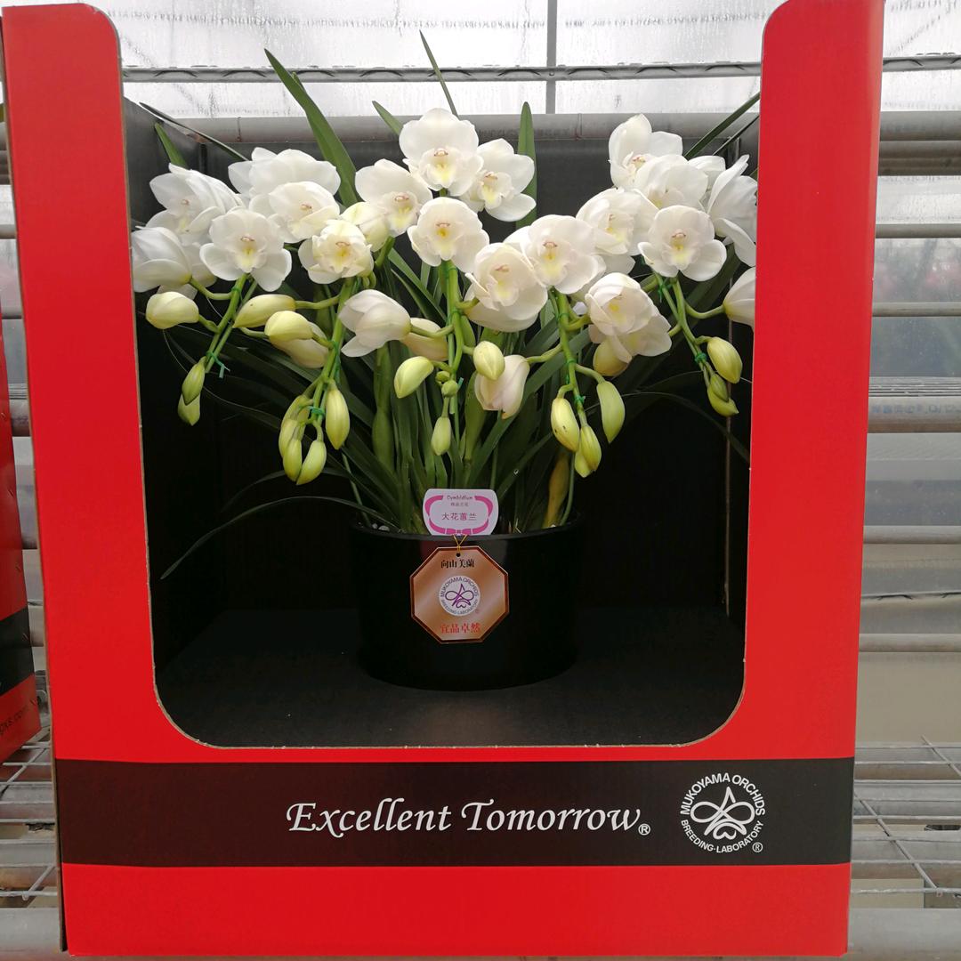 东冠向山（向山兰园）精品洋兰