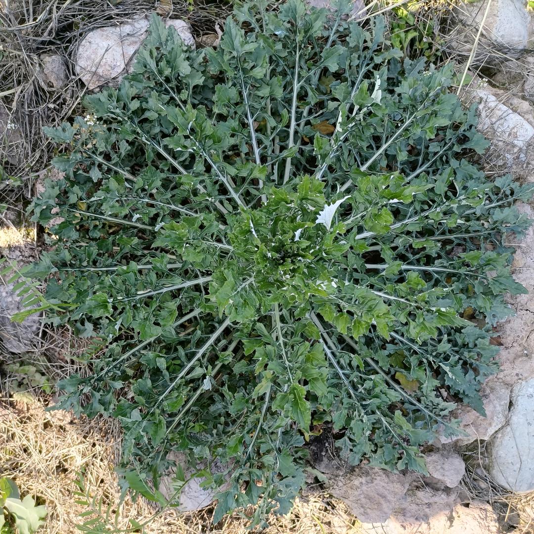 泓君