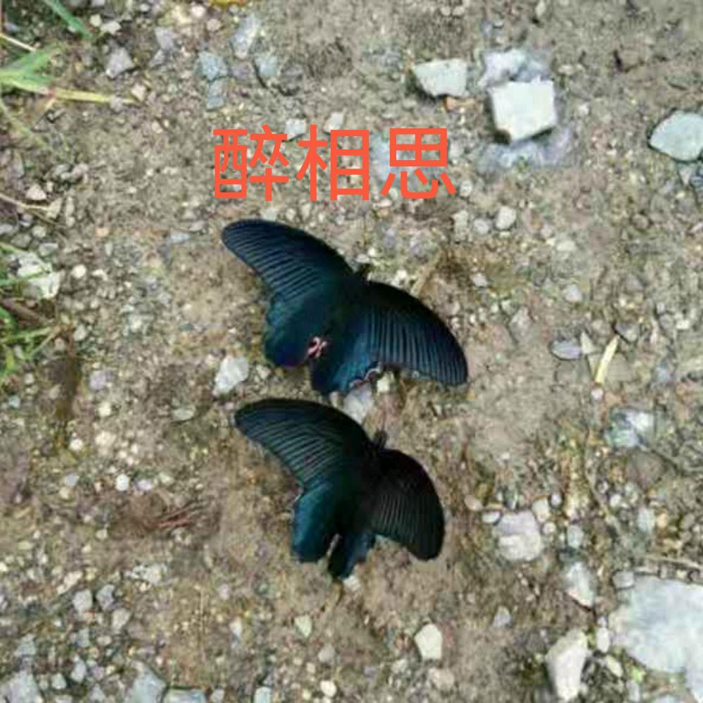 醉相思