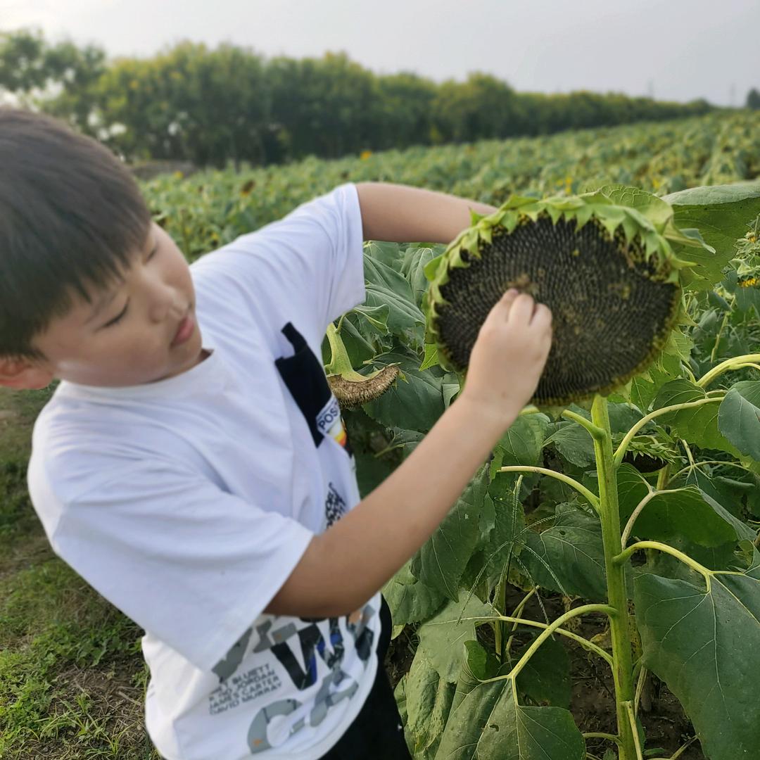 太阳看着向日葵