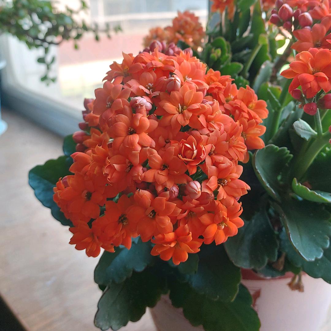 闲云野鹤桃花潭