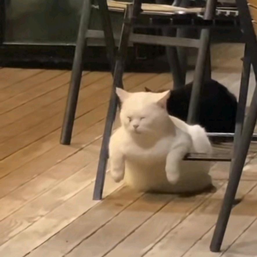 老匹夫