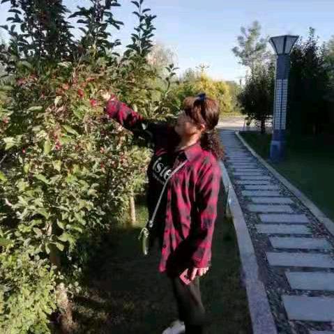 琴