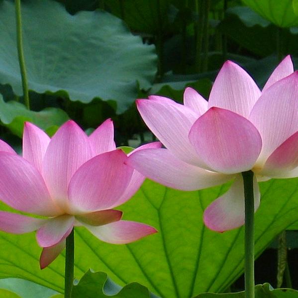 静待花开😍