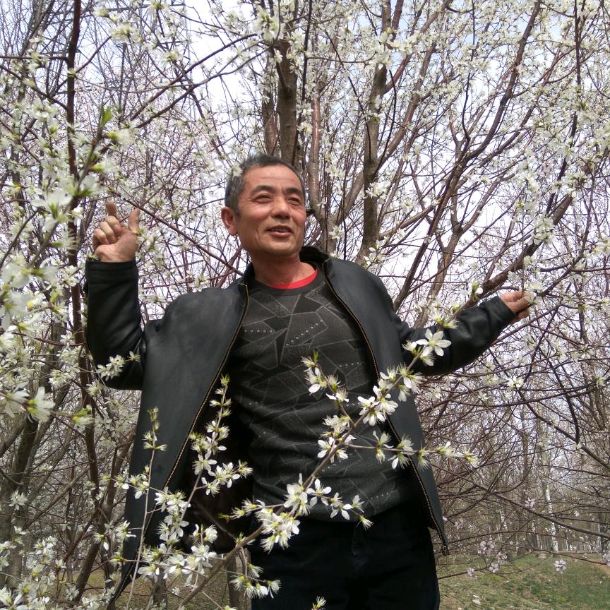 树仁